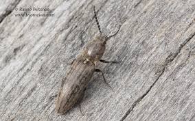 Attēlu rezultāti vaicājumam “Actenicerus sjaelandicus”