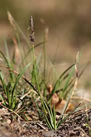 Attēlu rezultāti vaicājumam “Carex ericetorum”