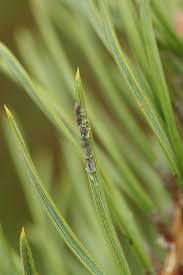 Attēlu rezultāti vaicājumam “Schizolachnus pineti”