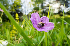 Attēlu rezultāti vaicājumam “Geranium pyrenaicum flower”