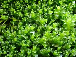 Attēlu rezultāti vaicājumam “Lophozia incisa”