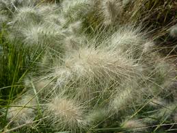 Attēlu rezultāti vaicājumam “Gramineae”