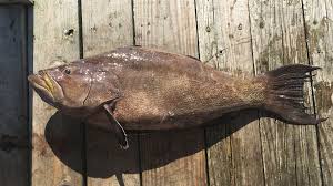 Image result for Mycteroperca phenax