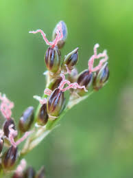 Attēlu rezultāti vaicājumam “Juncus gerardii bud”