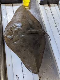 Image result for Gymnura micrura