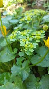 Attēlu rezultāti vaicājumam “Chrysosplenium alternifolium leaf”