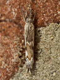 Attēlu rezultāti vaicājumam “Platytes alpinella”