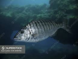 Image result for Lithognathus mormyrus