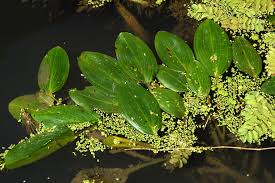 Attēlu rezultāti vaicājumam “Potamogeton natans leaf”