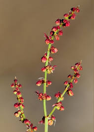 Attēlu rezultāti vaicājumam “Rumex acetosa flower”