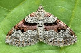 Attēlu rezultāti vaicājumam “Xanthorhoe designata”