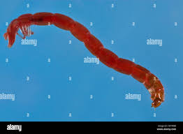 Attēlu rezultāti vaicājumam “Cystiphora sanguinea larva”