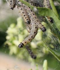 Attēlu rezultāti vaicājumam “Yponomeuta malinellus / cagnagella”