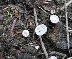 Attēlu rezultāti vaicājumam “Poronia punctata”