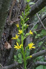 Attēlu rezultāti vaicājumam “Ligularia sibirica”