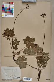 Attēlu rezultāti vaicājumam “Sanicula europaea”