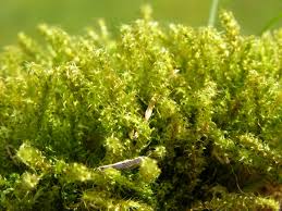 Attēlu rezultāti vaicājumam “Rhytidiadelphus”