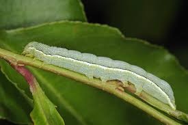 Attēlu rezultāti vaicājumam “Orthosia sp. larva”