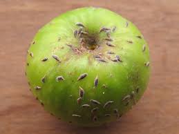 Attēlu rezultāti vaicājumam “Lepidosaphes ulmi imago”