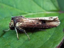 Attēlu rezultāti vaicājumam “Axylia putris”