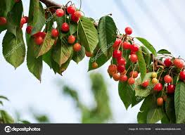 Attēlu rezultāti vaicājumam “Cerasus fruit”
