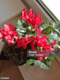 Image result for Begonia cucullata var. Hookeri