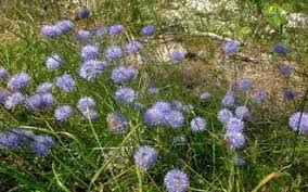 Attēlu rezultāti vaicājumam “Jasione montana fruit”