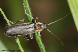 Attēlu rezultāti vaicājumam “Cantharis obscura”
