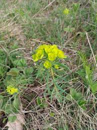 Attēlu rezultāti vaicājumam “Euphorbia cyparissias flower”