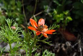 Image result for Adonis aestivalis