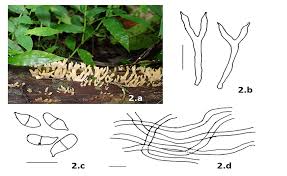 Attēlu rezultāti vaicājumam “Calocera viscosa”