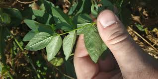 Attēlu rezultāti vaicājumam “Galega orientalis leaf”