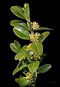 Attēlu rezultāti vaicājumam “Buxus sempervirens flower”