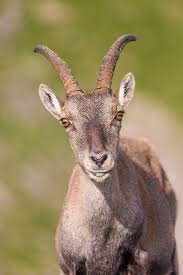 Attēlu rezultāti vaicājumam “Capra”