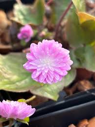 Attēlu rezultāti vaicājumam “Hepatica nobilis”