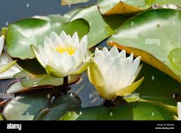 Attēlu rezultāti vaicājumam “Nymphaea candida”