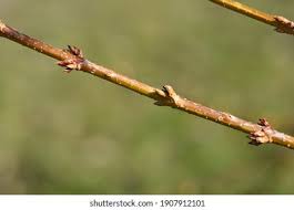 Attēlu rezultāti vaicājumam “Aronia melanocarpa bud”