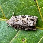 Attēlu rezultāti vaicājumam “Dichelia histrionana”