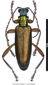 Attēlu rezultāti vaicājumam “Donacia clavipes”