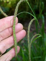 Attēlu rezultāti vaicājumam “Carex paupercula”