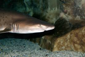 Image result for Carcharias taurus