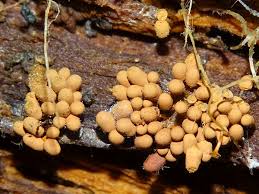 Attēlu rezultāti vaicājumam “Trichia scabra”