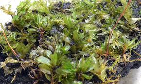 Attēlu rezultāti vaicājumam “Bryum capillare”