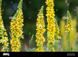 Image result for Königskerzen