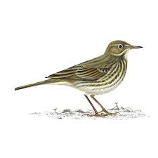 Image result for Anthus petrosus