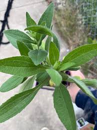Attēlu rezultāti vaicājumam “Rudbeckia hirta var. hirta leaf”