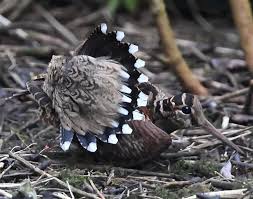Attēlu rezultāti vaicājumam “Scolopax rusticola juvenile”