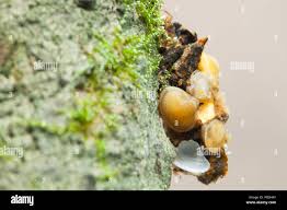 Attēlu rezultāti vaicājumam “Limnephilus larva”