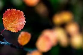 Attēlu rezultāti vaicājumam “Betula nana flower”