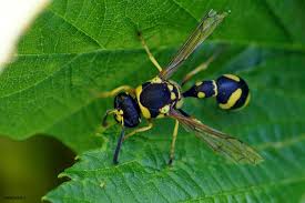 Attēlu rezultāti vaicājumam “Eumenes sp.”